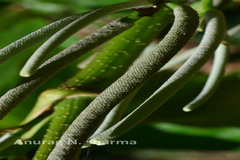 Lepianthes umbellata